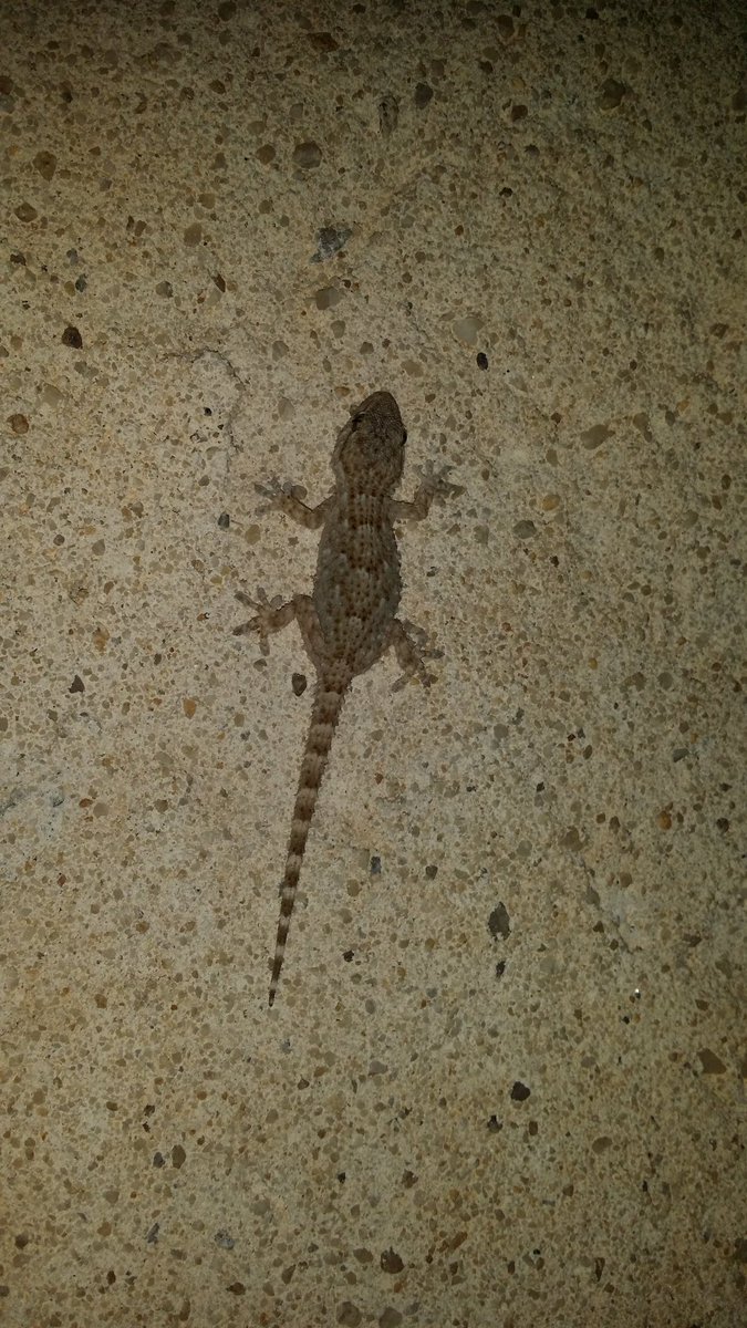 Gecko